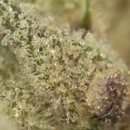 Buy Pink Panties Strain Online Green Society