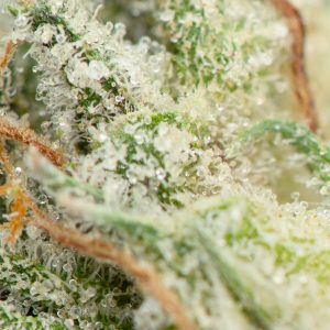 Buy Pink Star Killer Strain Online Green Society