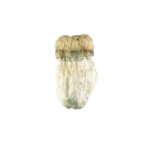 Buy Soucoupe Volante #13 Mushrooms Online Green Society