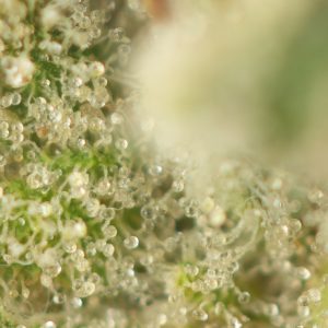 Buy Super Lemon Haze Strain Online Green Society
