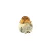 Buy Texas Yellow Cap Mushrooms Online Green Society