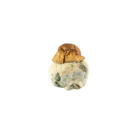 Buy Texas Yellow Cap Mushrooms Online Green Society