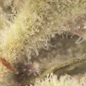 Buy Do-Si Cake Strain Online Green Society