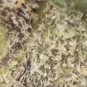 Buy Indica Crystal Extreme Strain Online Green Society