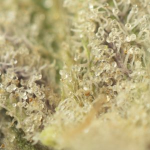 Buy Strawberry Haze Strain Online Green Society