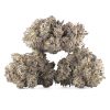 Buy Black Truffle Strain Online Green Society