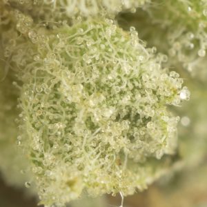 Buy Blue Dream Strain Online Green Society