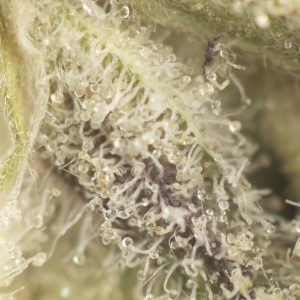 Buy Tropicana Cookies Strain Online Green Society