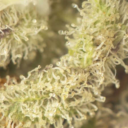 Buy Zkittlez Strain Online Green Society