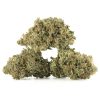 Buy Platinum Bubba Kush Strain Online Green Society