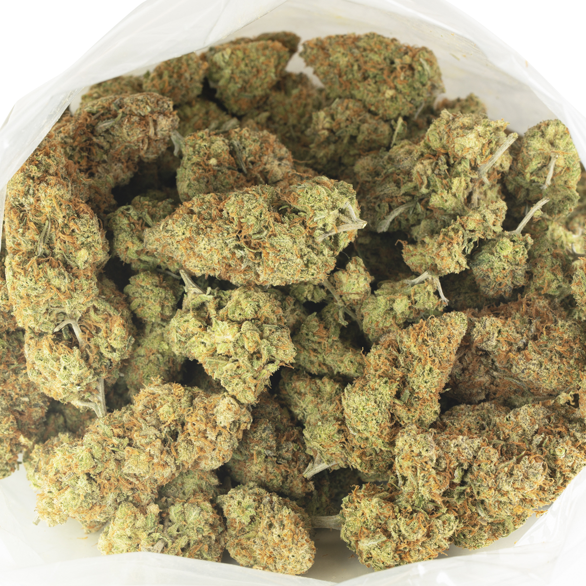 Buy Amnesia Haze Strain Online Green Society
