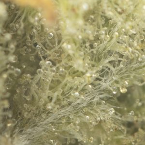 Buy Amnesia Haze Strain Online Green Society