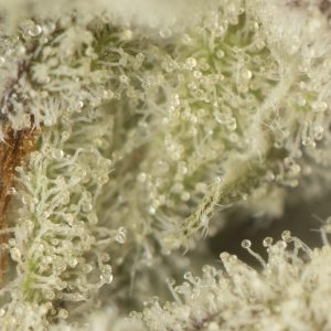 Buy Dante's Inferno Strain Online Green Society