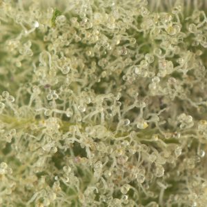 Buy Durban Poison Strain Online Green Society