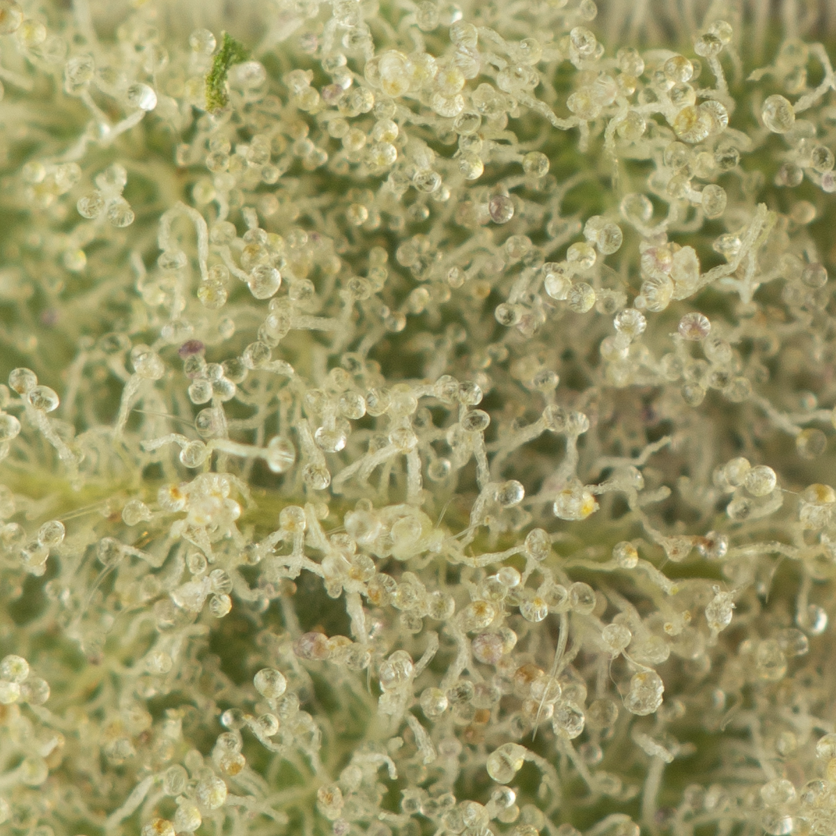 Buy Durban Poison Strain Online Green Society