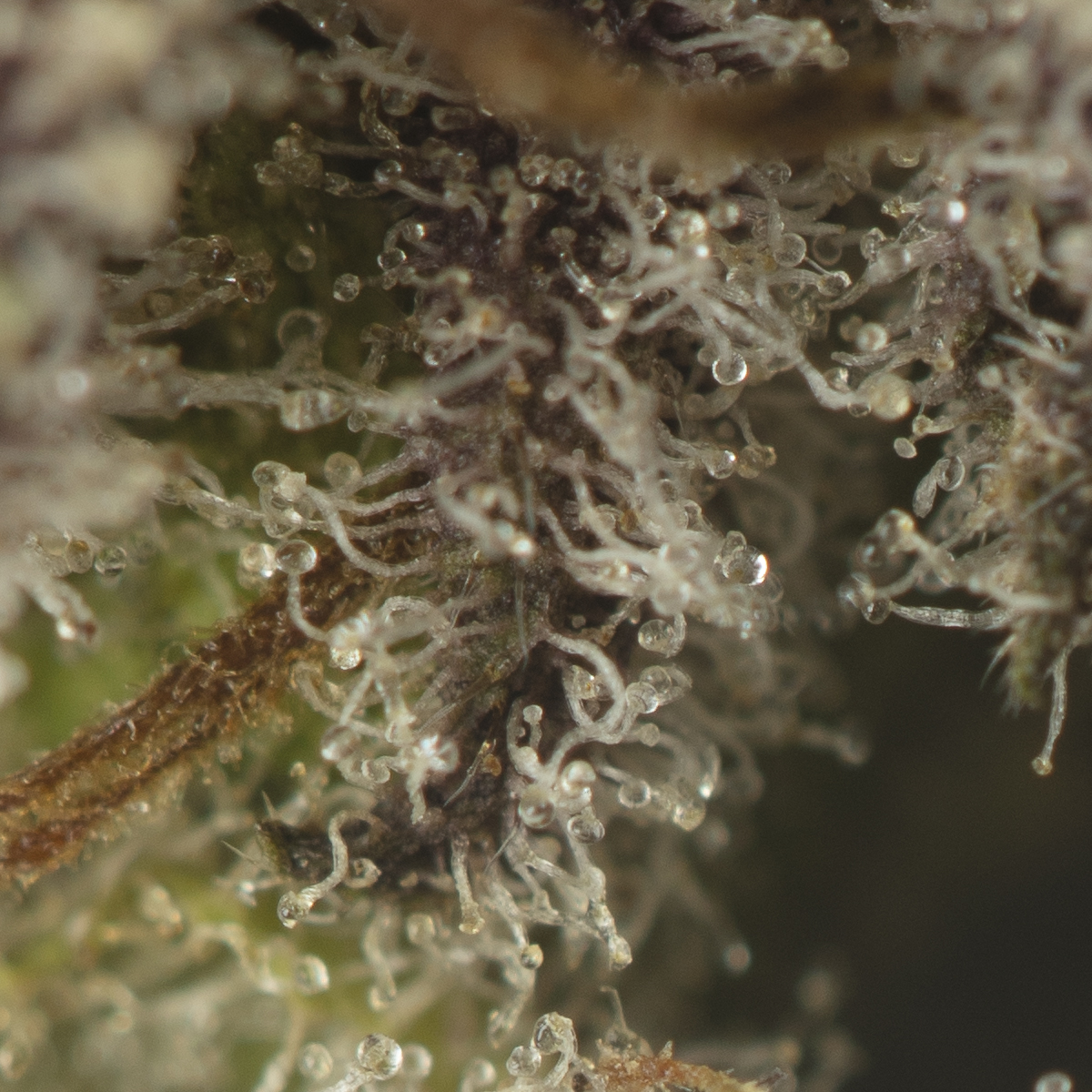 Buy Grape Gasoline Strain Online Green Society