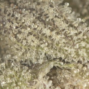 Buy Greasy Death Bubba Strain Online Green Society