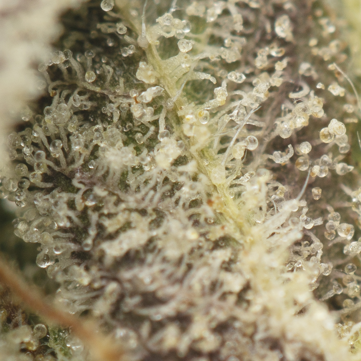 Buy MK Ultra Strain Online Green Society