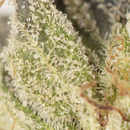 Buy Pink Ultra Strain Online Green Society