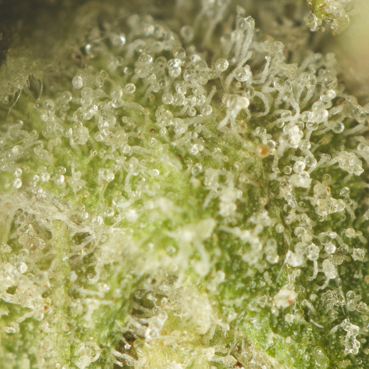 Buy Pink Venom Strain Online Green Society