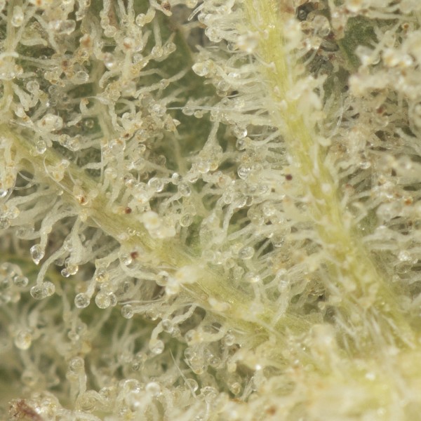 Buy Black Lightning Strain Online Green Society