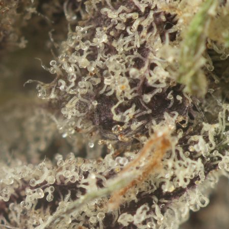 Buy Black Tuna Kush Strain Online Green Society