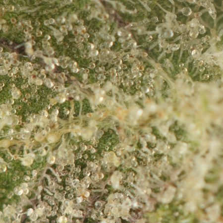 Buy French Macaron Strain Online Green Society