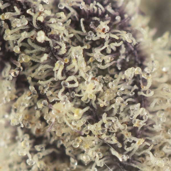 Buy Gas Gummiez Strain Online Green Society