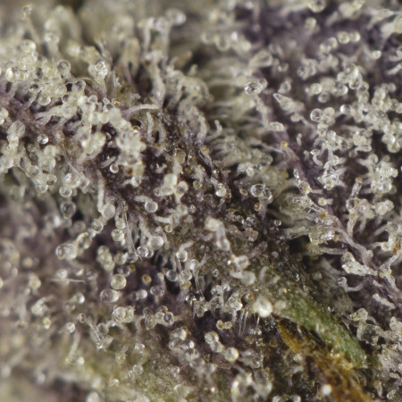 Buy 33 Splitter Strain Online Green Society