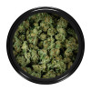 Buy Forum Cut GSC (Popcorn) Online Green Society
