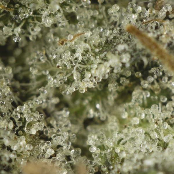 Buy Pink Caviar Strain Online Green Society