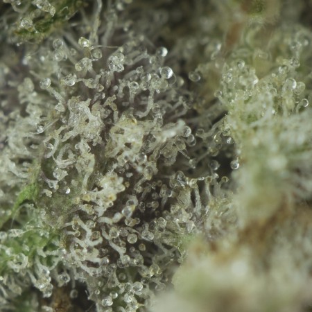 Buy Apple Crasher Strain Online Green Society