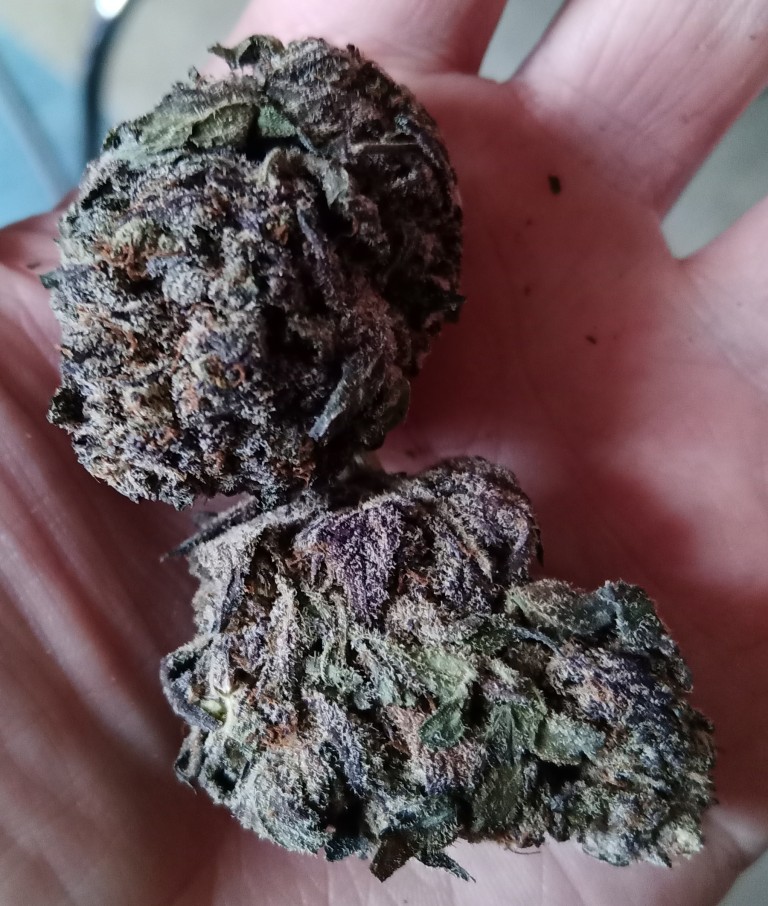 Black Cherry Soda photo review