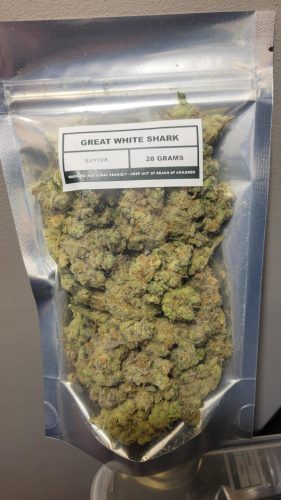 Great White Shark photo review