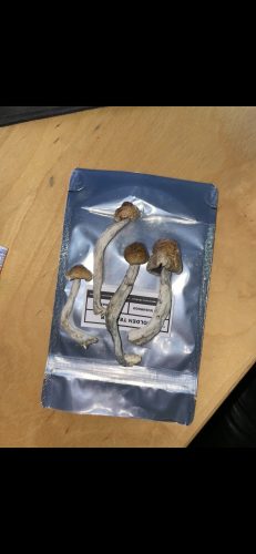 Golden Teacher photo review