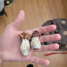 Penis Envy photo review