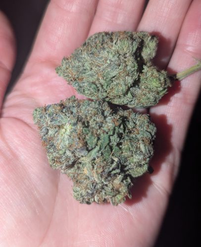 Black Gas by Pluto Craft Cannabis photo review